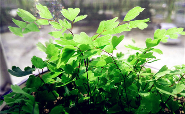 室內(nèi)花卉養(yǎng)護(hù) 室內(nèi)花卉養(yǎng)護(hù)