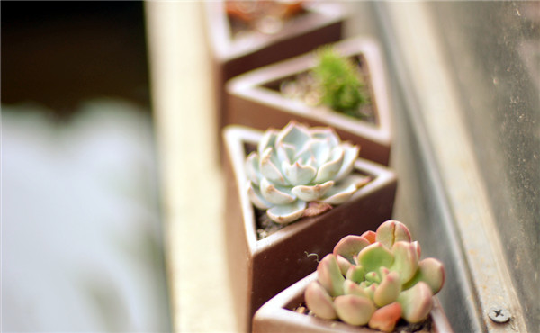 租擺植物養(yǎng)護 租擺植物養(yǎng)護